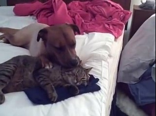 Cute dog licking cat clean