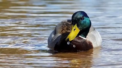 Duck Noise Sound Effects