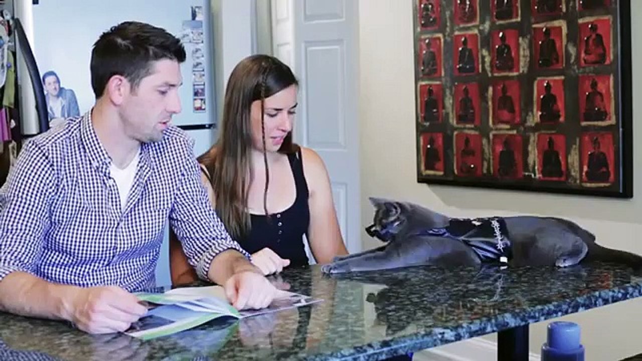 The Purrminator   Terminator Parody