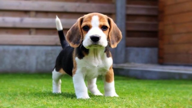 Cute Dog Meets Little Puppy Sister For The First Time!!! Love At First Sight!