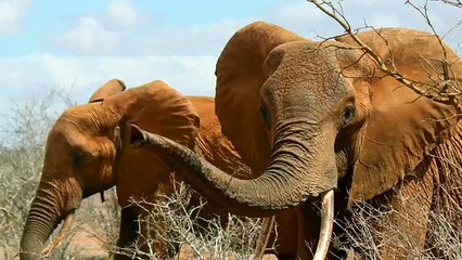 Elephant Trunk Noise Sound Effect