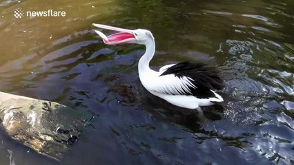 Pelican has trouble swallowing lively fish
