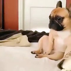 Cute dog good morning!