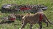 New Most Amazing Wild Animal Attacks #1 - CRAZIEST Animal Fights - Cheetah,,anaconda, deer, Crocodile