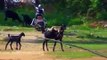 Little Monkey riding on Goat Very Funny: