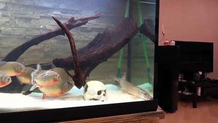 Piranhas attack pike