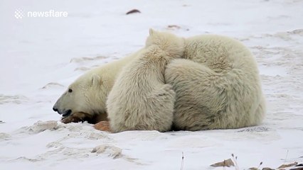 Polar bear snuggles up to mother in the snow
