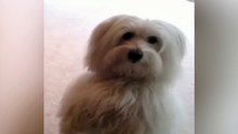 Dog Puts Paws Up for a Treat - funny video
