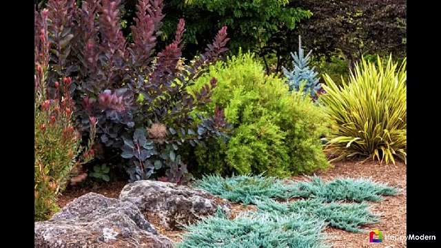 65 идей использования ели в ландшафтном дизайне - правила посадки и ухода