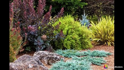 65 идей использования ели в ландшафтном дизайне - правила посадки и ухода