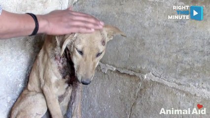Puppy Rescued From Prayer Temple