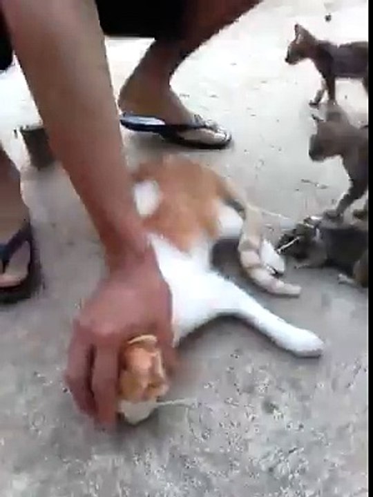 Cat & Rat Best Funny Video 2016