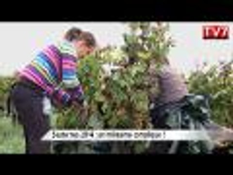 Vendanges à Sauternes