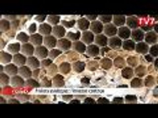 Frelons asiatiques : l'invasion continue