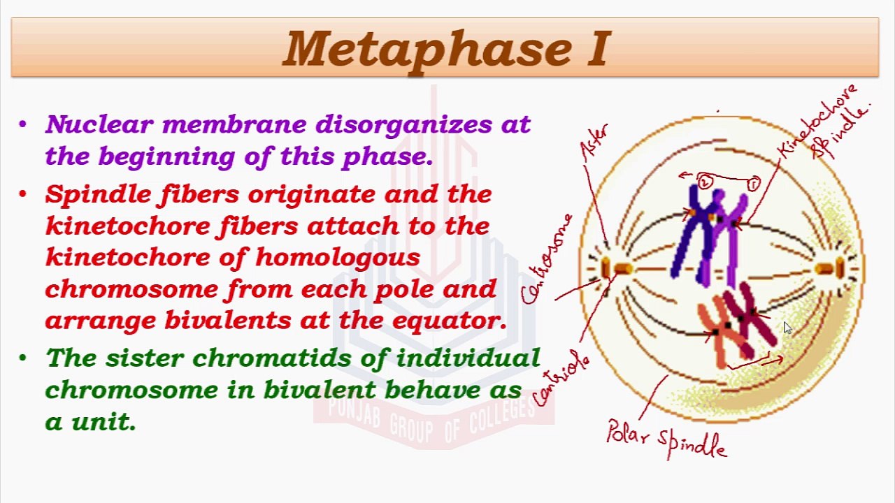 Prophase I