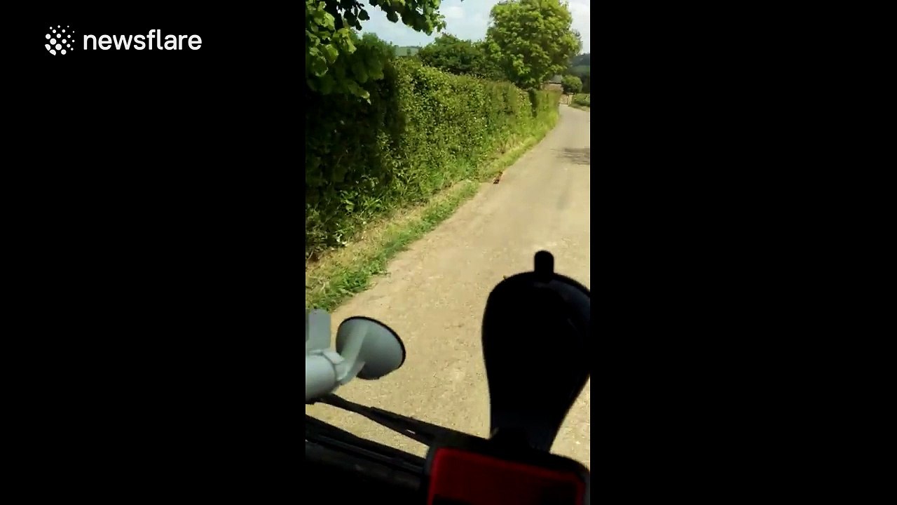 Tiny, confused fox cub doesn't know where to run