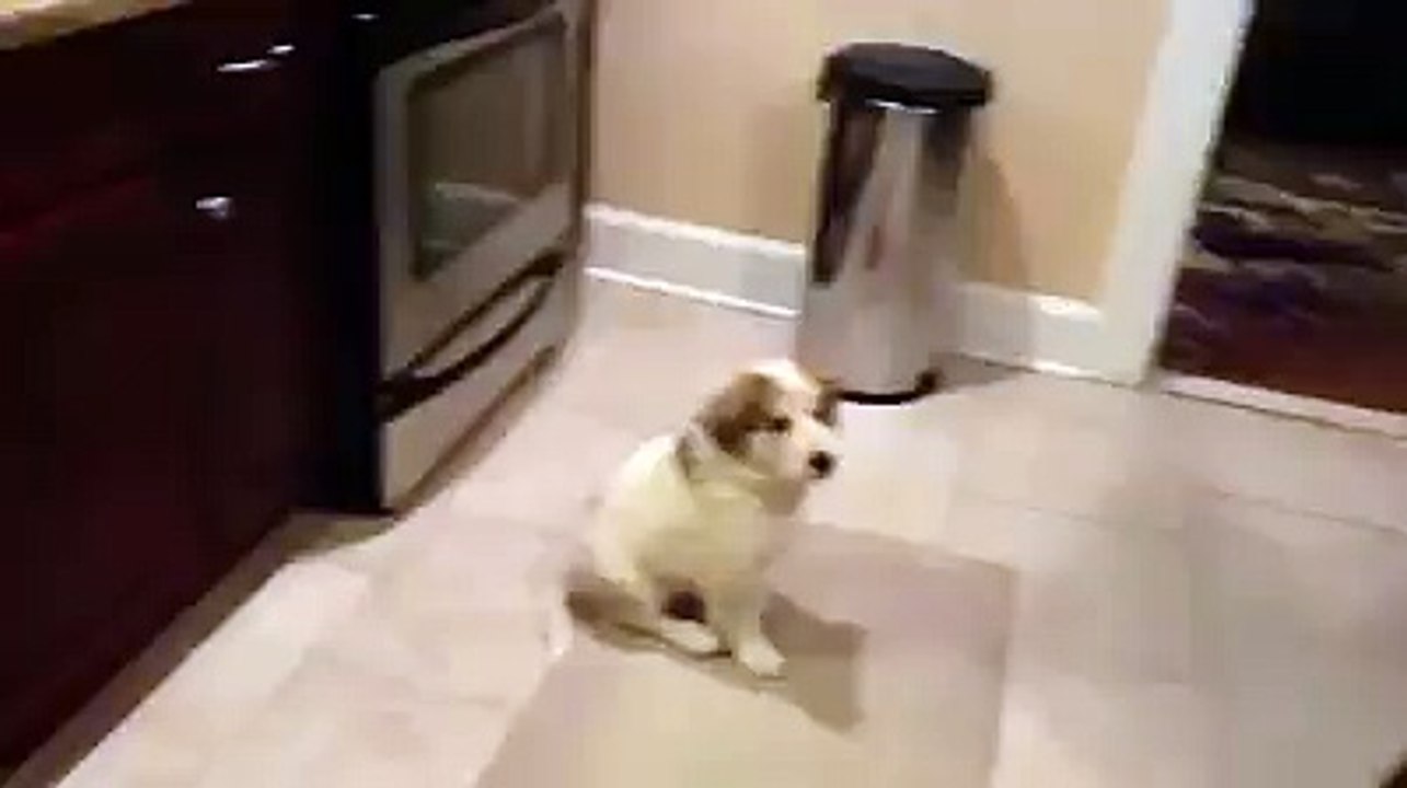 Very Cute Funny Video