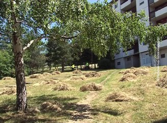 Na javnim radovima u Boru 92 osobe, 28. maj 2016. (RTV Bor)