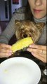 Yorkshire Terrier Dolce Enjoying Corn on the Cob / Йоркширский терьер Дольче любит кукурузу