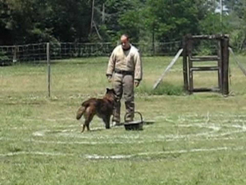 VIRUS DES ANGES GARDIENS DE LA GRACE