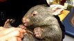 Tiny Orphaned Wombat Arrives at Sanctuary
