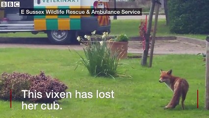 BBC News_Trapped fox cub rescued from drain 11May16