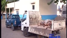 Technopole : deux hommes surpris entrain de dépécer un cheval