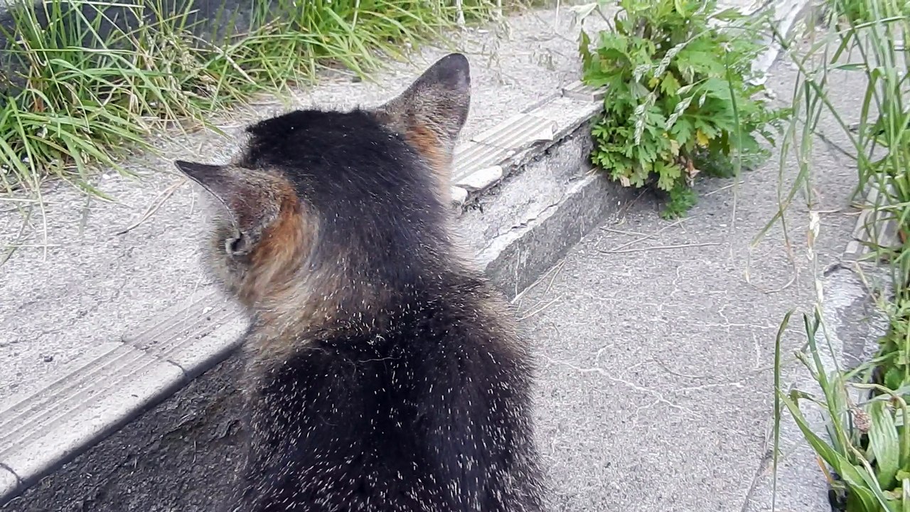 港猫