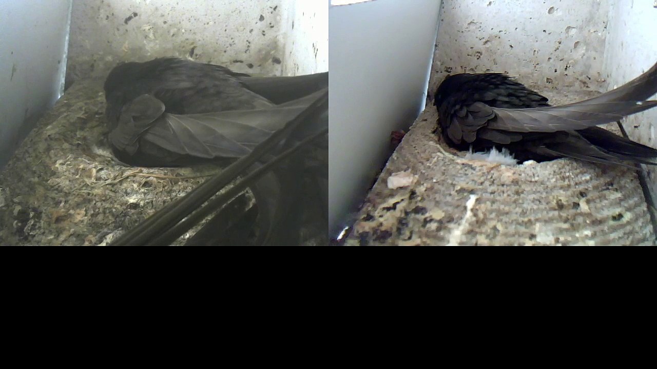 Mauersegler Nestcam 2016.09 - 28. Mai - Brüten