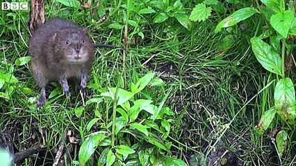 BBC News_ A haven for endangered water voles 27May16