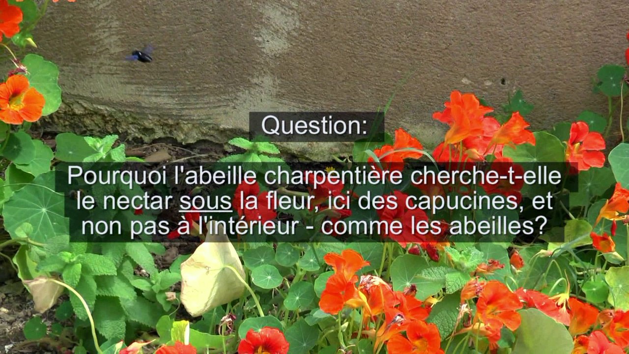 Abeille charpentière  sur capucine