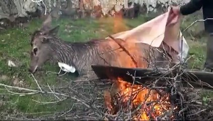 Ils sauvent ce daim d’une mort certaine ! Noble geste !