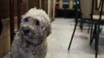 Un bar bordelais se mobilise pour adopter un chien après le décès de sa maîtresse