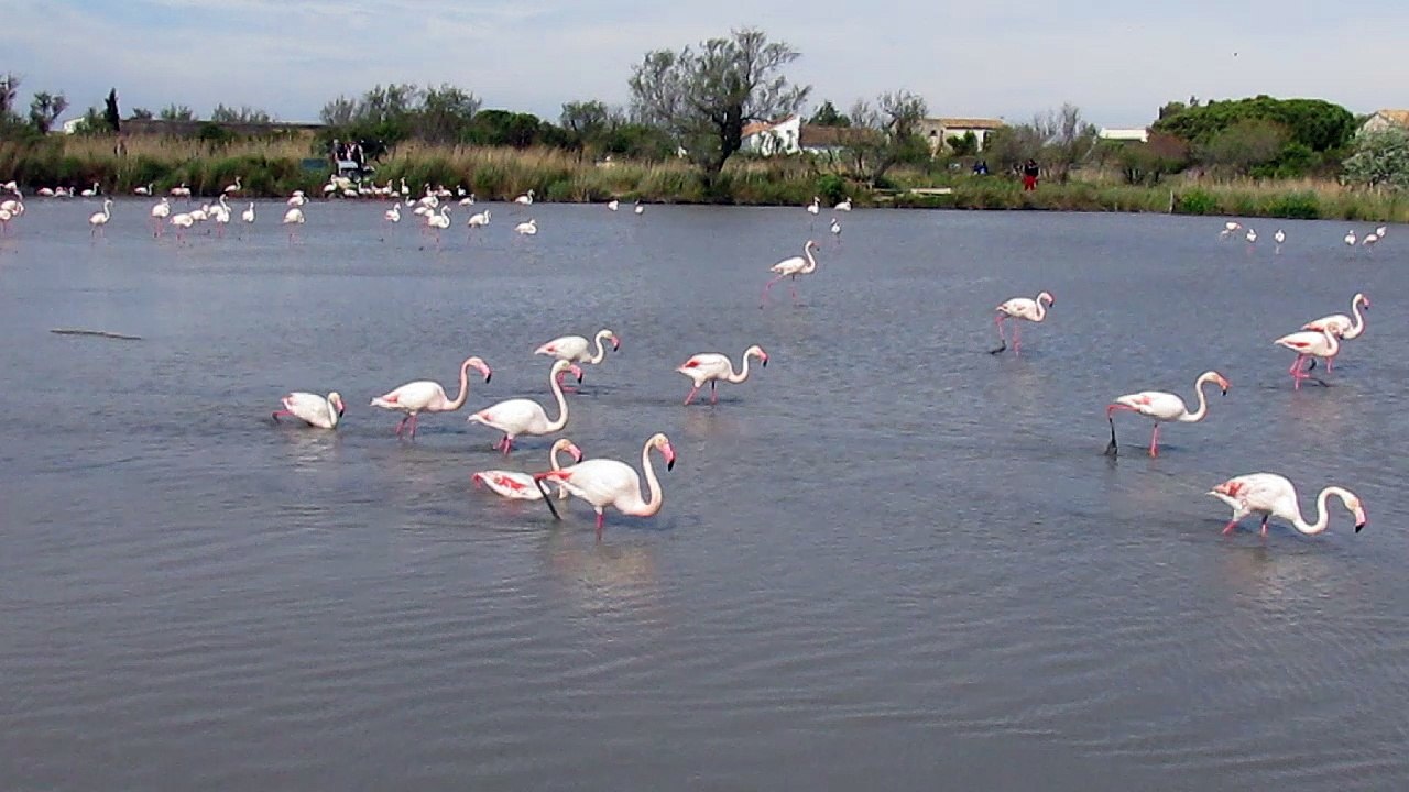 Flamants_roses_Camargue_mai_2016_1