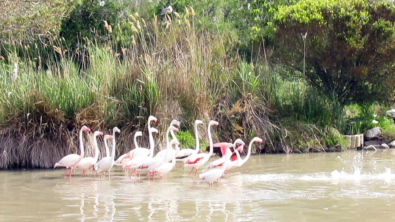Flamants_roses_Camargue_mai_2016_2