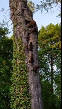 Maman Raton-laveur emmène les enfants à la maison pour la journée...