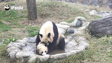Un bébé panda refuse que sa mère le lave