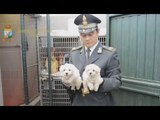 Trieste - Sequestrati 4 cuccioli al valico dei Fernetti (28.05.16)