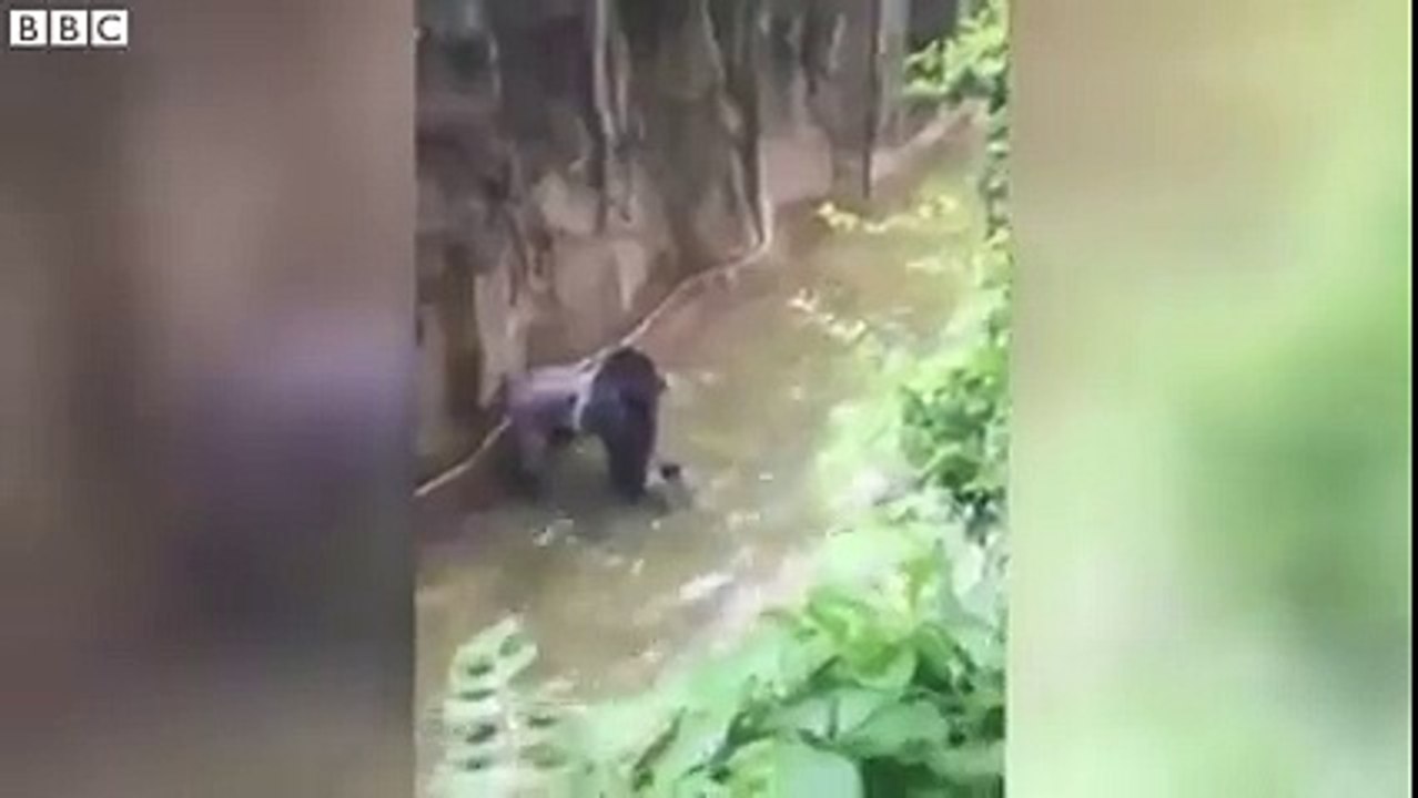 4 yaşındaki çocuk kafese girince yetkililer gorili öldürdü