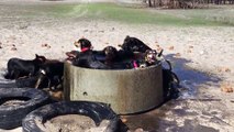 13 chiots assoiffés jouent dans un petit bain en Australie _ trop mignons!!!