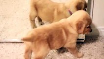 Cucciolo di Golden Retriever vs Specchio - ESILARANTE