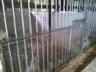 Saisie de 160 chiens maltraités, à Juillaguet, en Charente