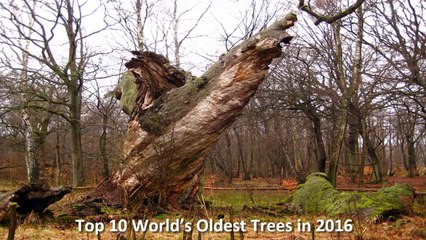 World’s Top 10 Oldest Trees in 2016