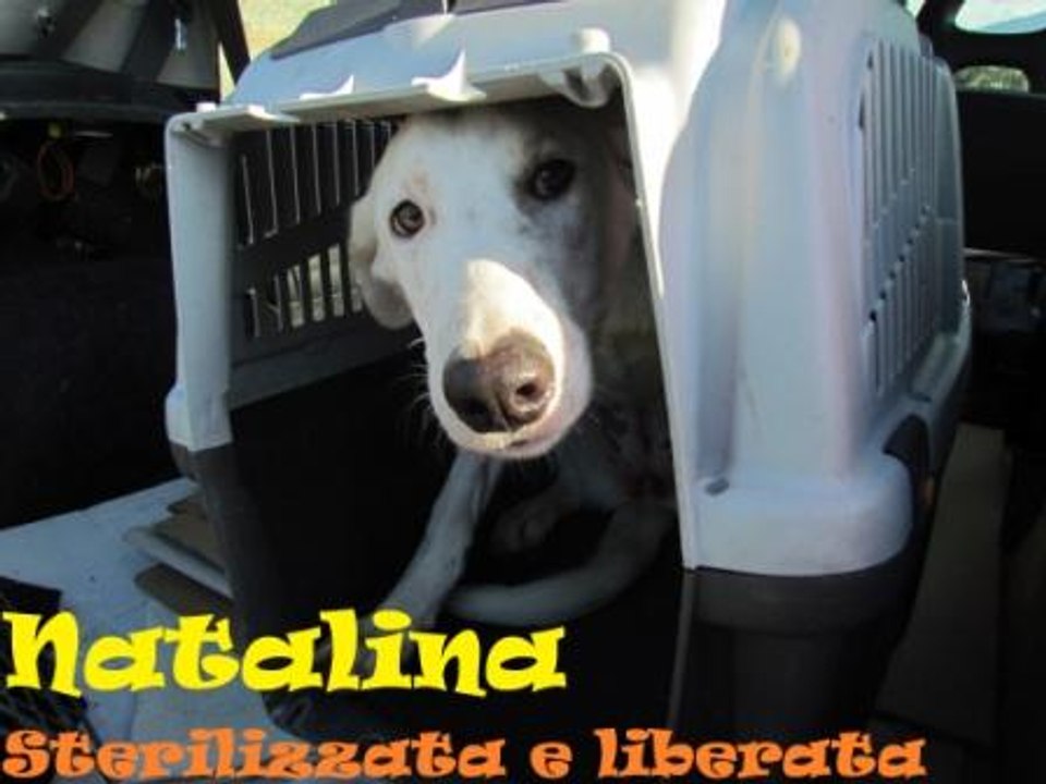 Natalina e Imma Sterilizzate e Liberate