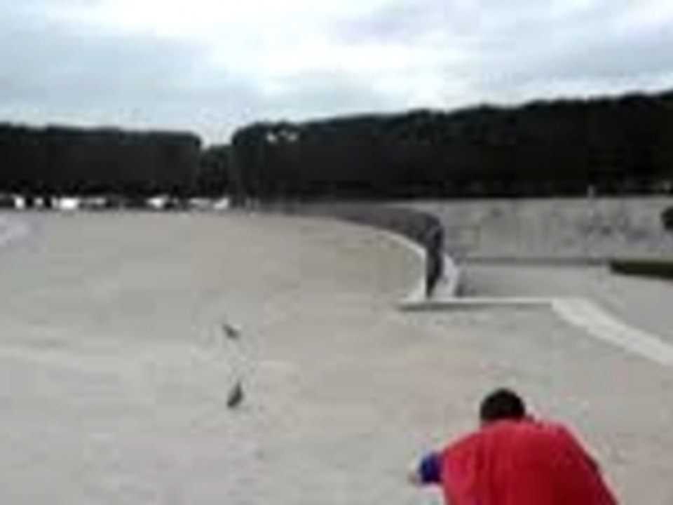 pigeon dundee