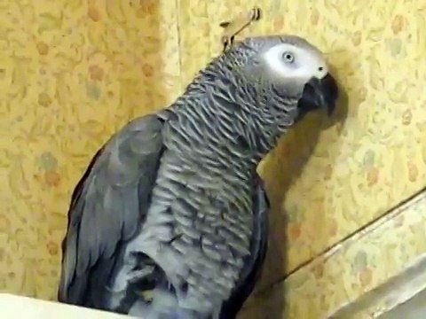 Кошку потерял. Смешные приколы попугаи