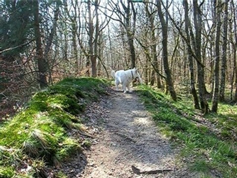 bergers blancs forêt jura