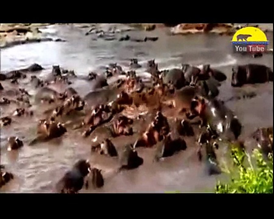 Biggest Wild Animal Fights To Death