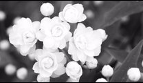 白い花 〜ニューボーカル /北原ミレイ