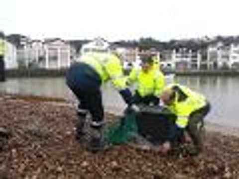 Pays basque : un phoque sauvé à Socoa